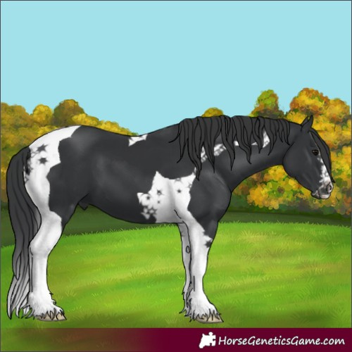Horse Color:Black Tobiano 