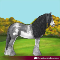 Horse Color:White Spotted Black Sabino Frame 