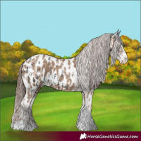 Horse Color:Black Splash Tobiano Near Leopard  and Classic Champagne Splash Tobiano Near Leopard 