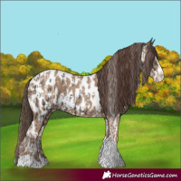 Horse Color:Black Splash Tobiano Appaloosa and Classic Champagne Splash Tobiano Appaloosa