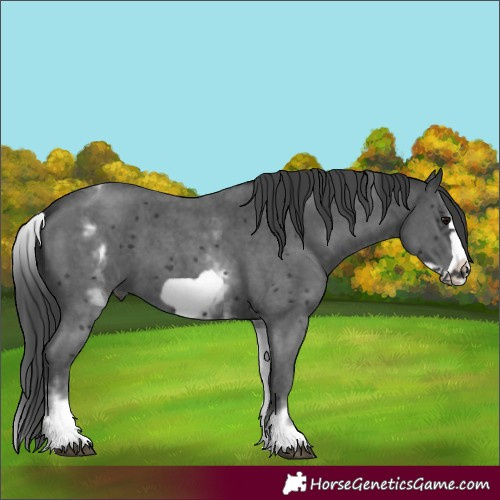 Horse Color:White Spotted Black Sabino Frame 