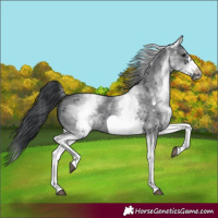 Horse Color:White Spotted Black Sabino Frame 