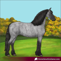Horse Color:Unknown 