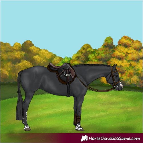 Horse Color:Black 