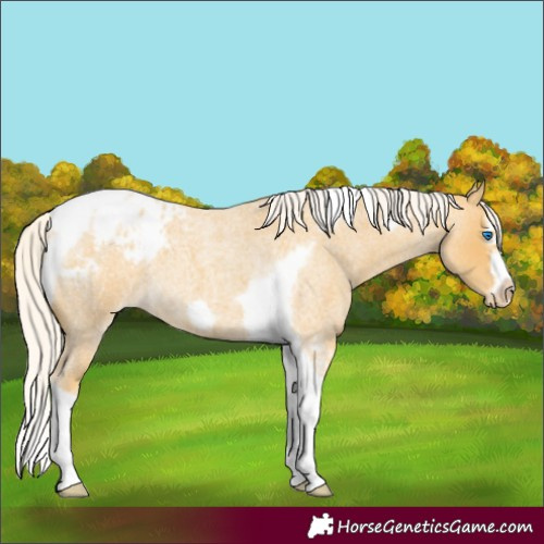 Horse Color:Silver Classic Cream Champagne Roan Splash Tobiano Frame Blanket Rabicano 