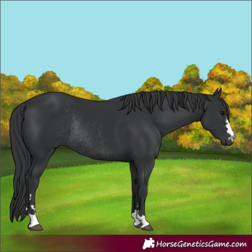 Horse Color:Black Rabicano 