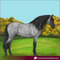 Horse Color:Blue Roan 