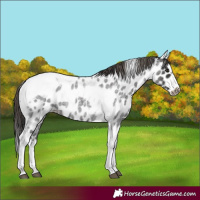 Horse Color:Smoky Blue Roan Splash Tobiano Frame Leopard Rabicano