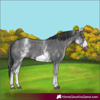 Horse Color:White Spotted Black Sabino Frame 