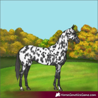 Horse Color:Black Appaloosa 