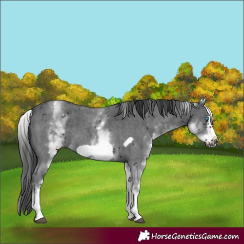 Horse Color:White Spotted Black Sabino Frame 