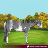 Horse Color:White Spotted Black Sabino Frame