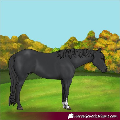 Horse Color:Unknown 