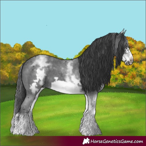 Horse Color:White Spotted Black Sabino Frame 