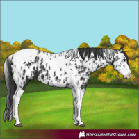 Horse Color:Black Splash Tobiano Near Leopard  and Black Splash Tobiano Near Leopard 