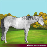 Horse Color:White Spotted Black Sabino Splash Frame