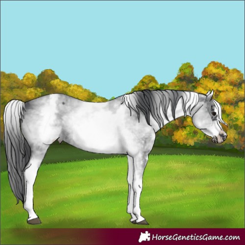 Horse Color:White Spotted Black Sabino Frame 