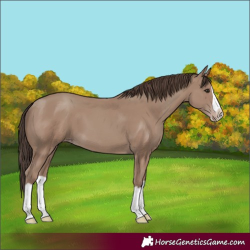 Horse Color:Classic Champagne Splash 