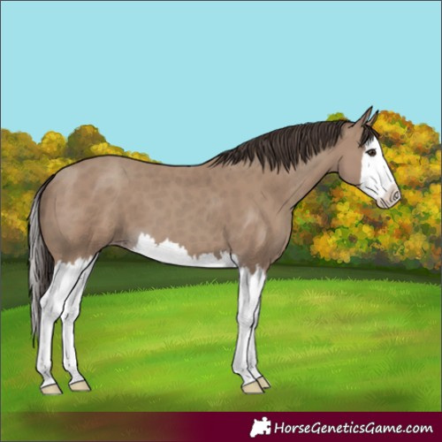 Horse Color:Classic Champagne Splash