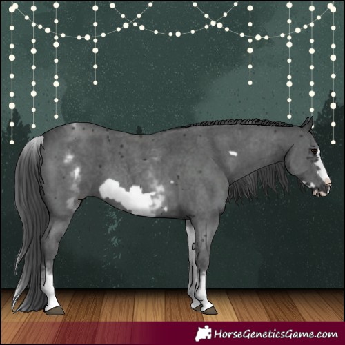 Horse Color:White Spotted Black Sabino Frame 