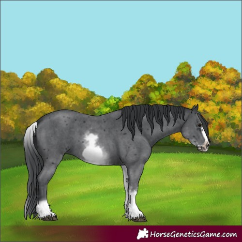 Horse Color:White Spotted Black Sabino Frame 