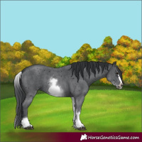 Horse Color:White Spotted Black Sabino Frame 