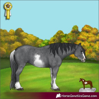 Horse Color:White Spotted Black Sabino Frame 