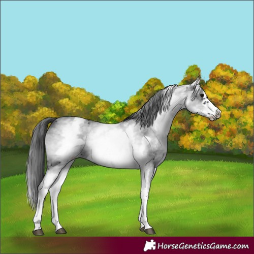 Horse Color:White Spotted Black Sabino Frame 