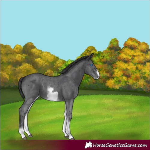 Horse Color:White Spotted Black Sabino Frame 