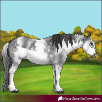 Horse Color:White Spotted Black Sabino Frame