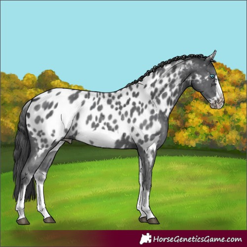 Horse Color:White Spotted Black Sabino Frame Appaloosa