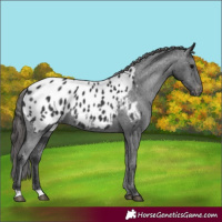 Horse Color:Black Appaloosa 
