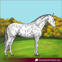 Horse Color:Black Tobiano Frame Leopard 