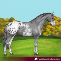 Horse Color:White Spotted Black Appaloosa 