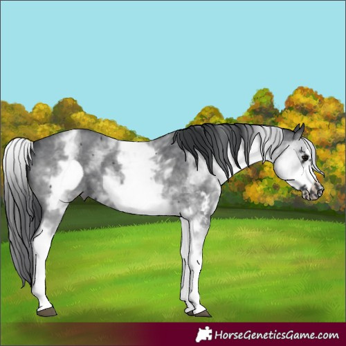 Horse Color:White Spotted Black Sabino Frame