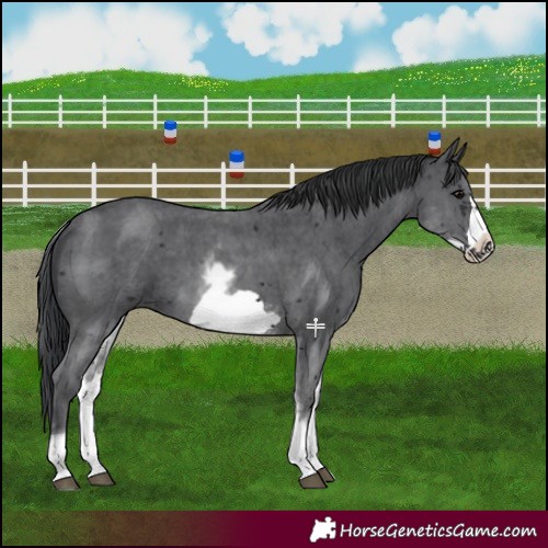 Horse Color:White Spotted Black Sabino Frame 