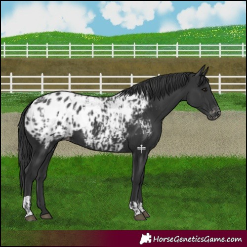 Horse Color:Black Appaloosa  and Black Appaloosa 