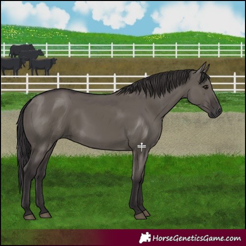 Horse Color:Smoky Grullo 