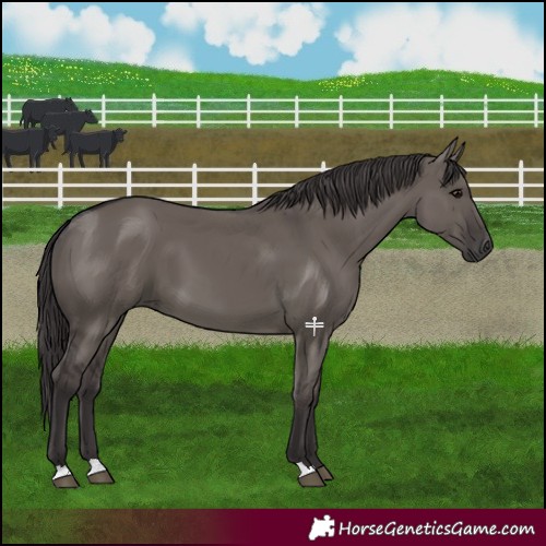 Horse Color:Smoky Grullo 