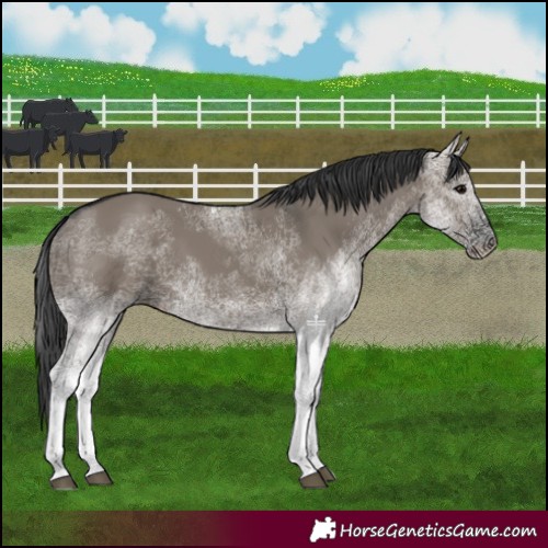 Horse Color:White Spotted Grullo 