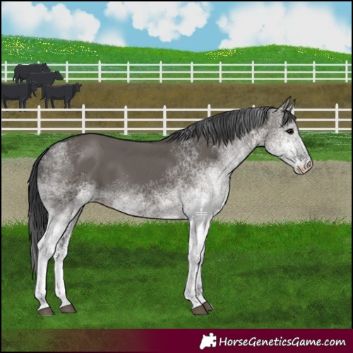 Horse Color:White Spotted Grullo 