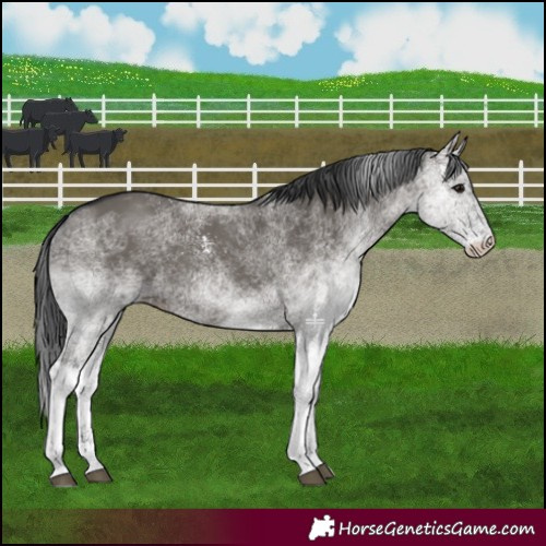 Horse Color:White Spotted Grullo 