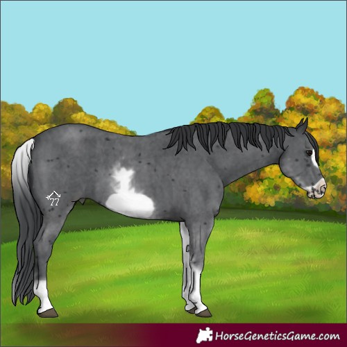 Horse Color:White Spotted Black Sabino Frame