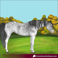 Horse Color:White Spotted Black 