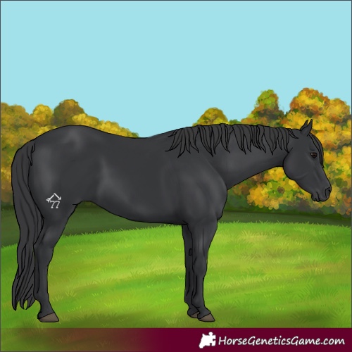 Horse Color:Black 