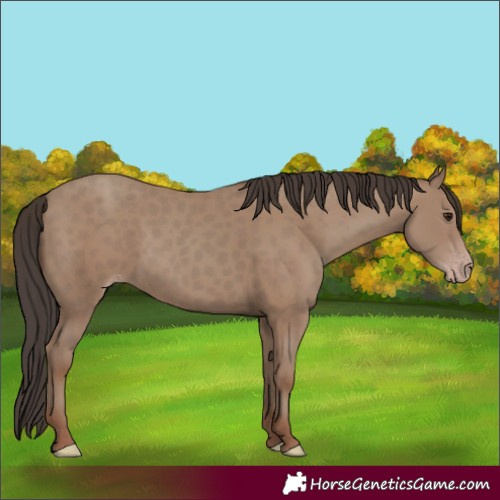 Horse Color:Classic Champagne 