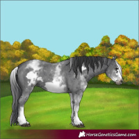 Horse Color:White Spotted Black Sabino Frame