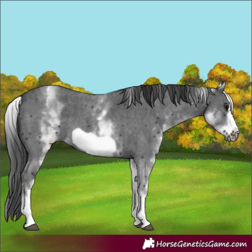Horse Color:White Spotted Black Sabino Frame 
