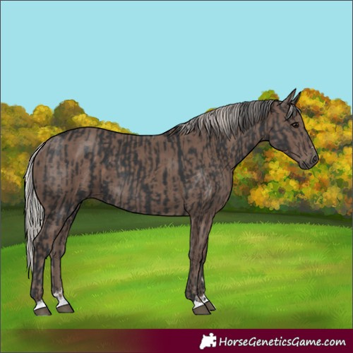 Horse Color:Black and Silver Black