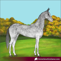 Horse Color:White Spotted Blue Roan Rabicano  and White Spotted Blue Roan Splash Rabicano 